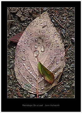 Raindrops On a Leaf, by Jann Ashworth